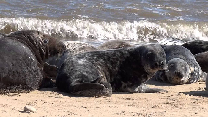 Colony of seals on beach